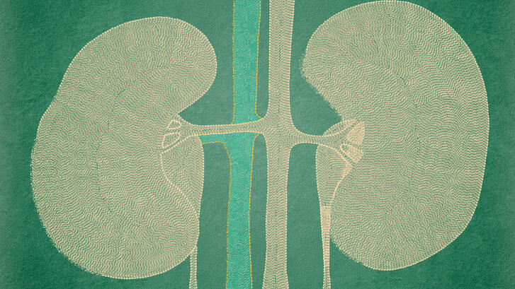 Getty Images Illustration kidneys